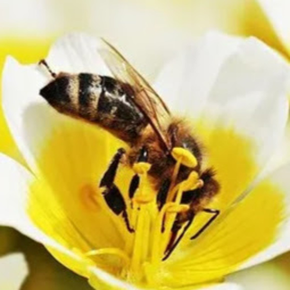 Meet your Posher, Ava - Picture 1 of 1